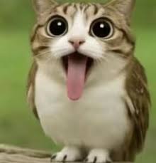 Meowl clicker